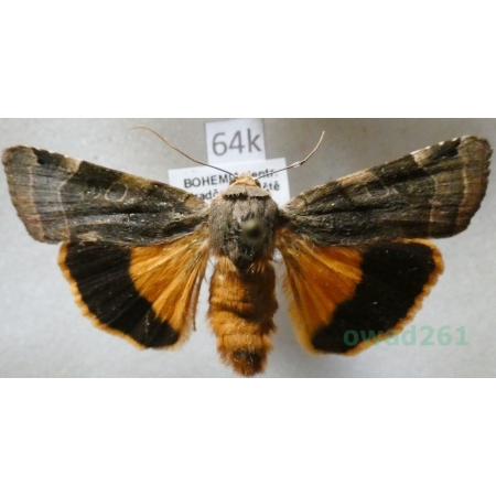 Noctua fimbriata (Schreber, 1759) Rolnica aksamitka Czech64k